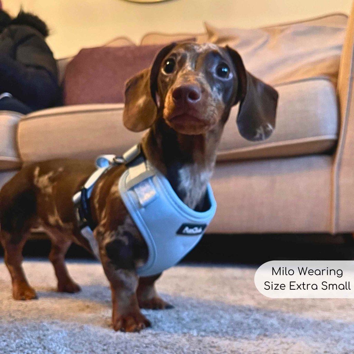 Adjustable Harness - Pastel Blue - The Bark Market