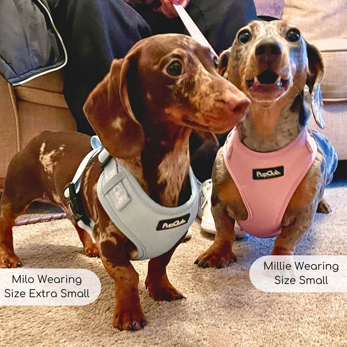 Adjustable Harness - Pastel Blue - The Bark Market