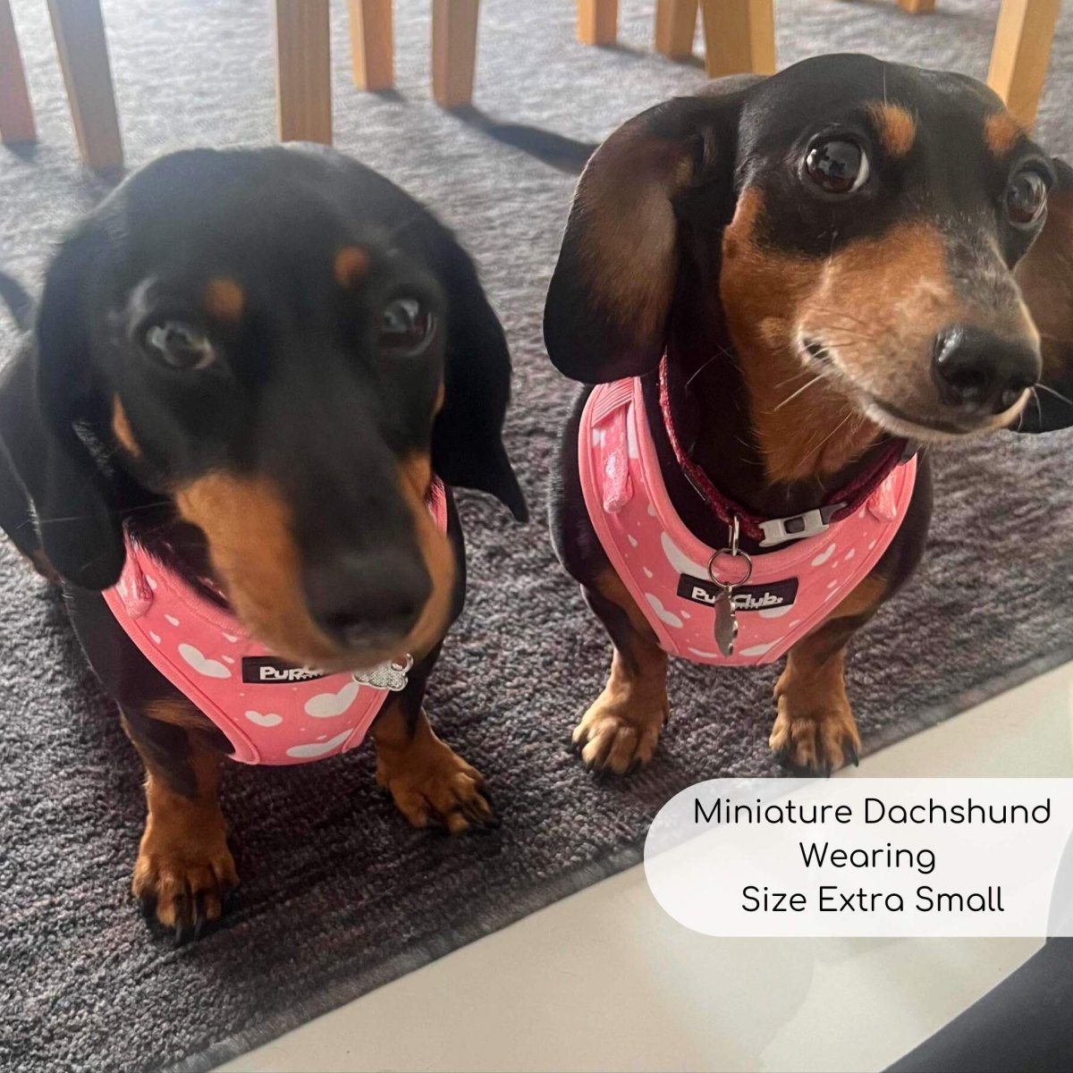 Adjustable Harness - Peachy Hearts - The Bark Market