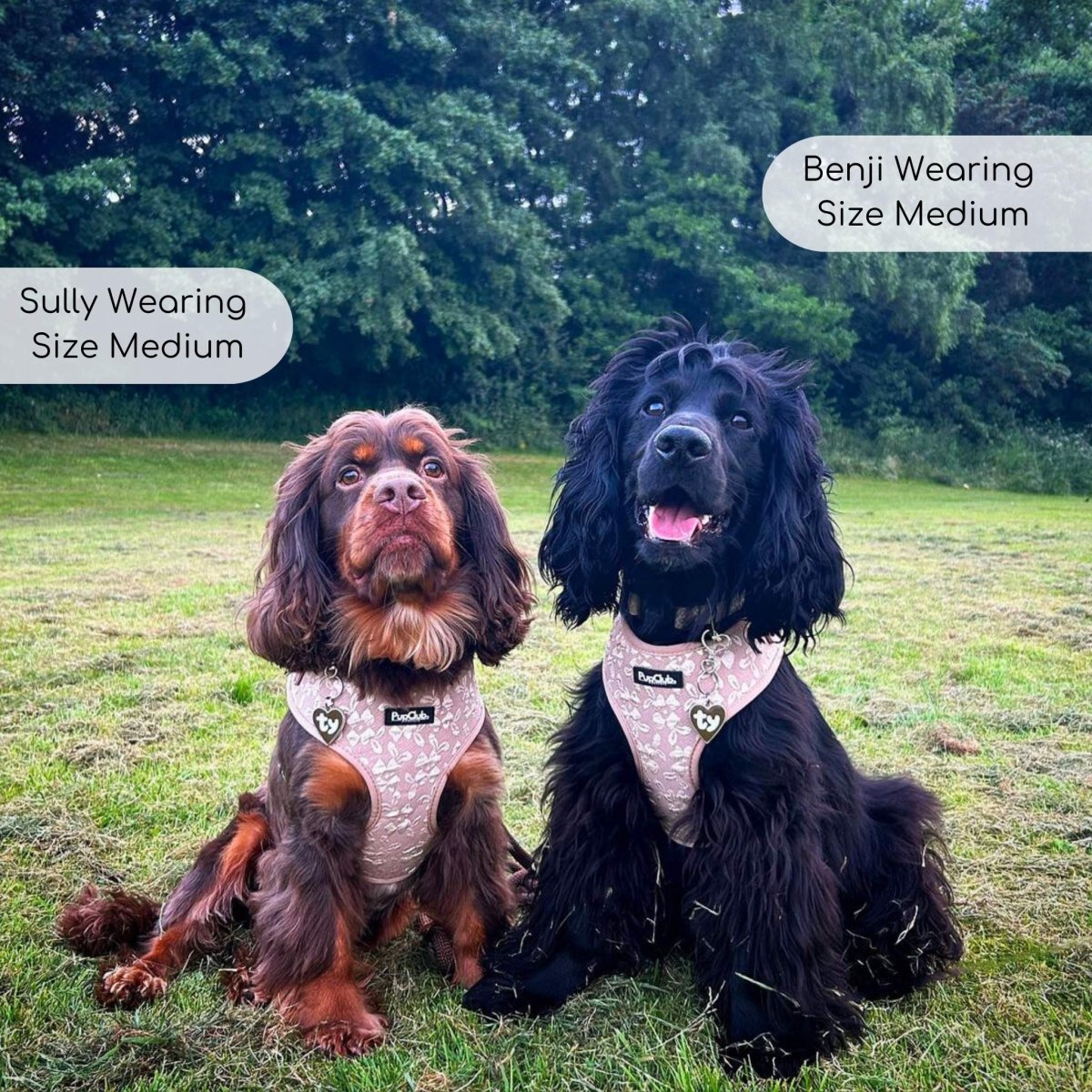 Luxe Adjustable Harness - Toffee Latte Petals - The Bark Market