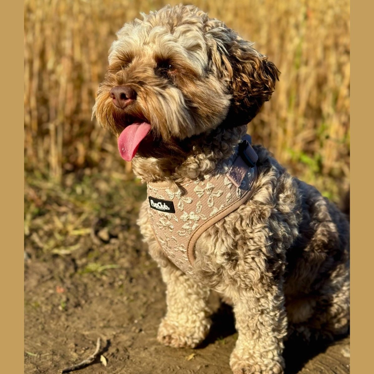 Luxe Adjustable Harness - Toffee Latte Petals - The Bark Market