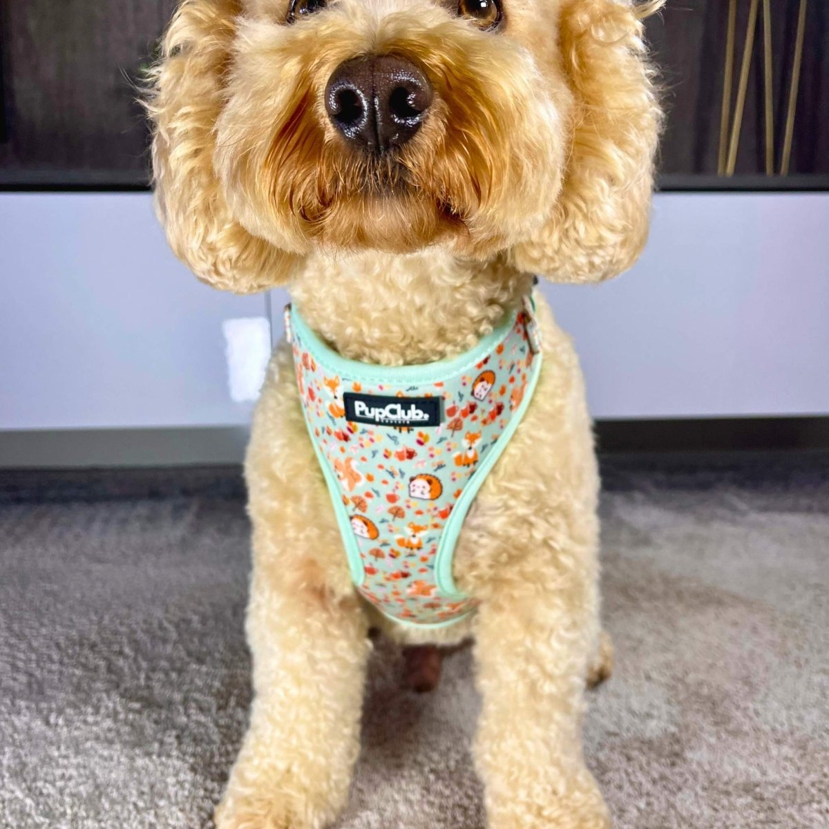 Adjustable Harness - Woodland Friends - The Bark Market