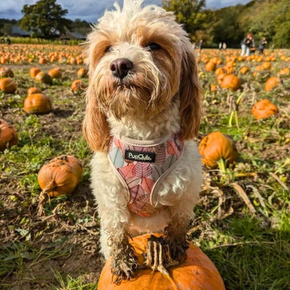 Adjustable Harness - Autumn Breeze - The Bark Market