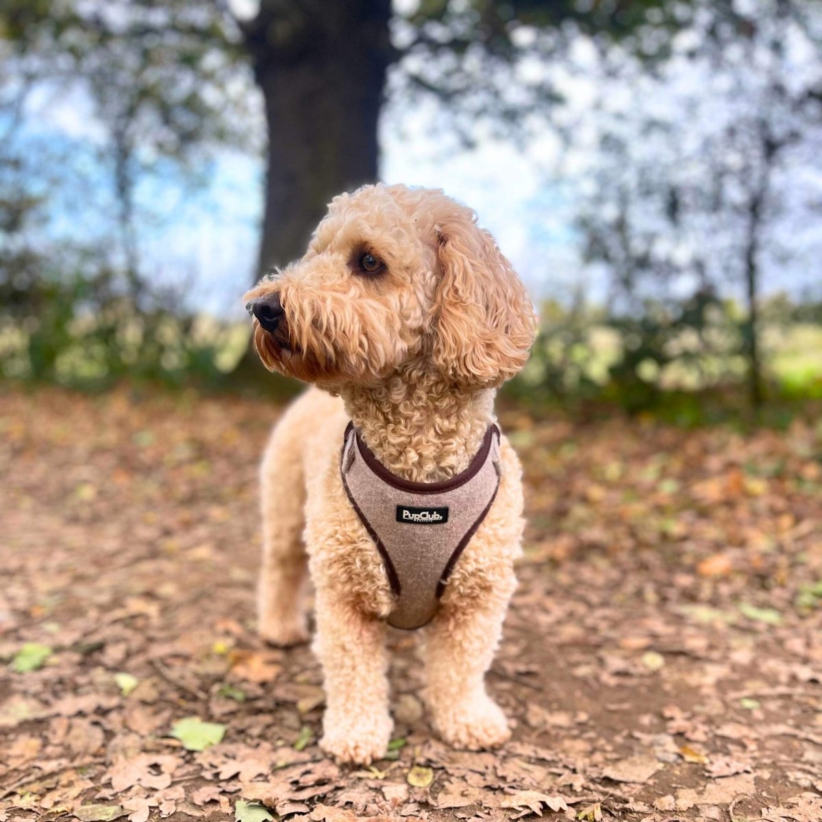 Tweed Adjustable Harness - Brown - The Bark Market
