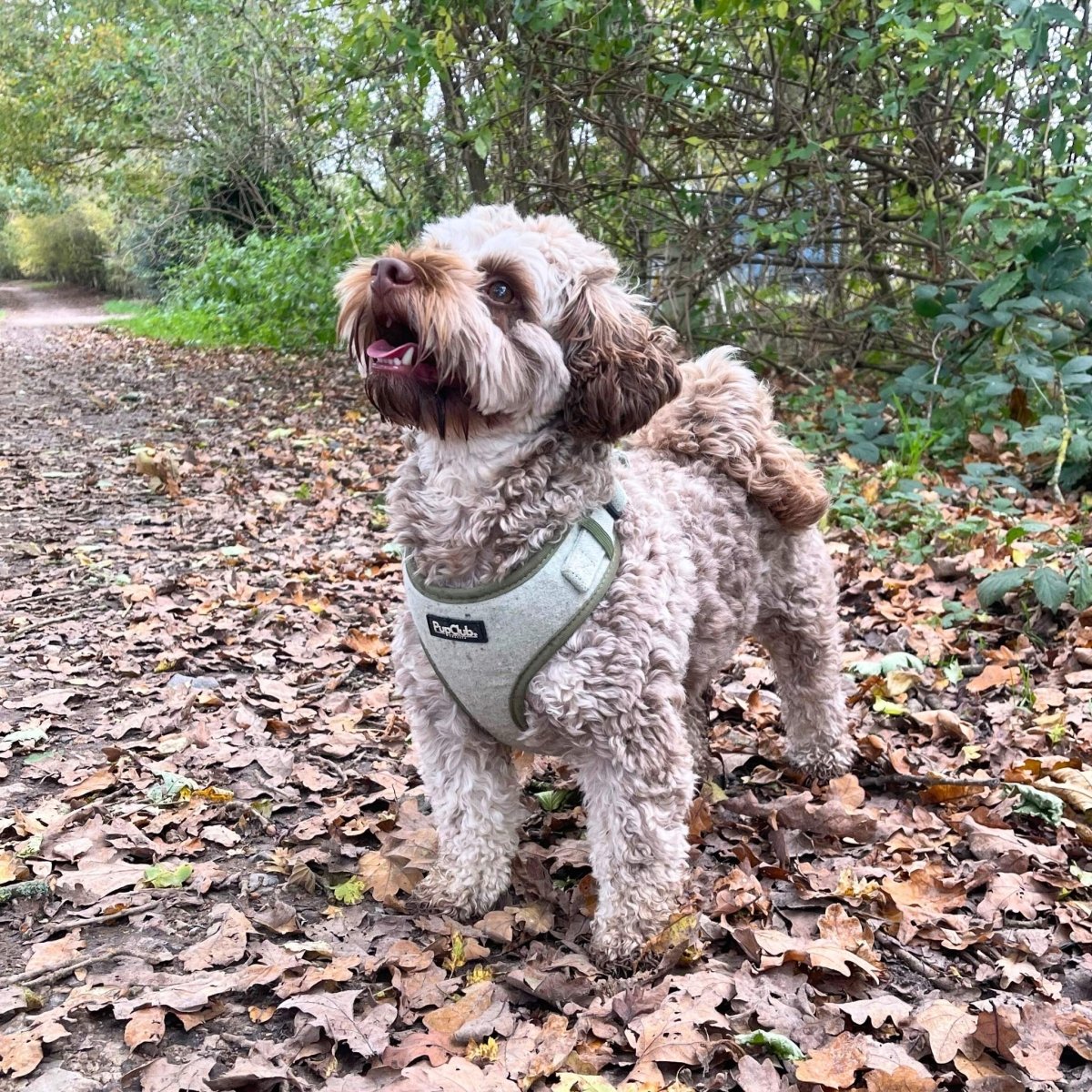 Tweed Adjustable Harness - Sage - The Bark Market