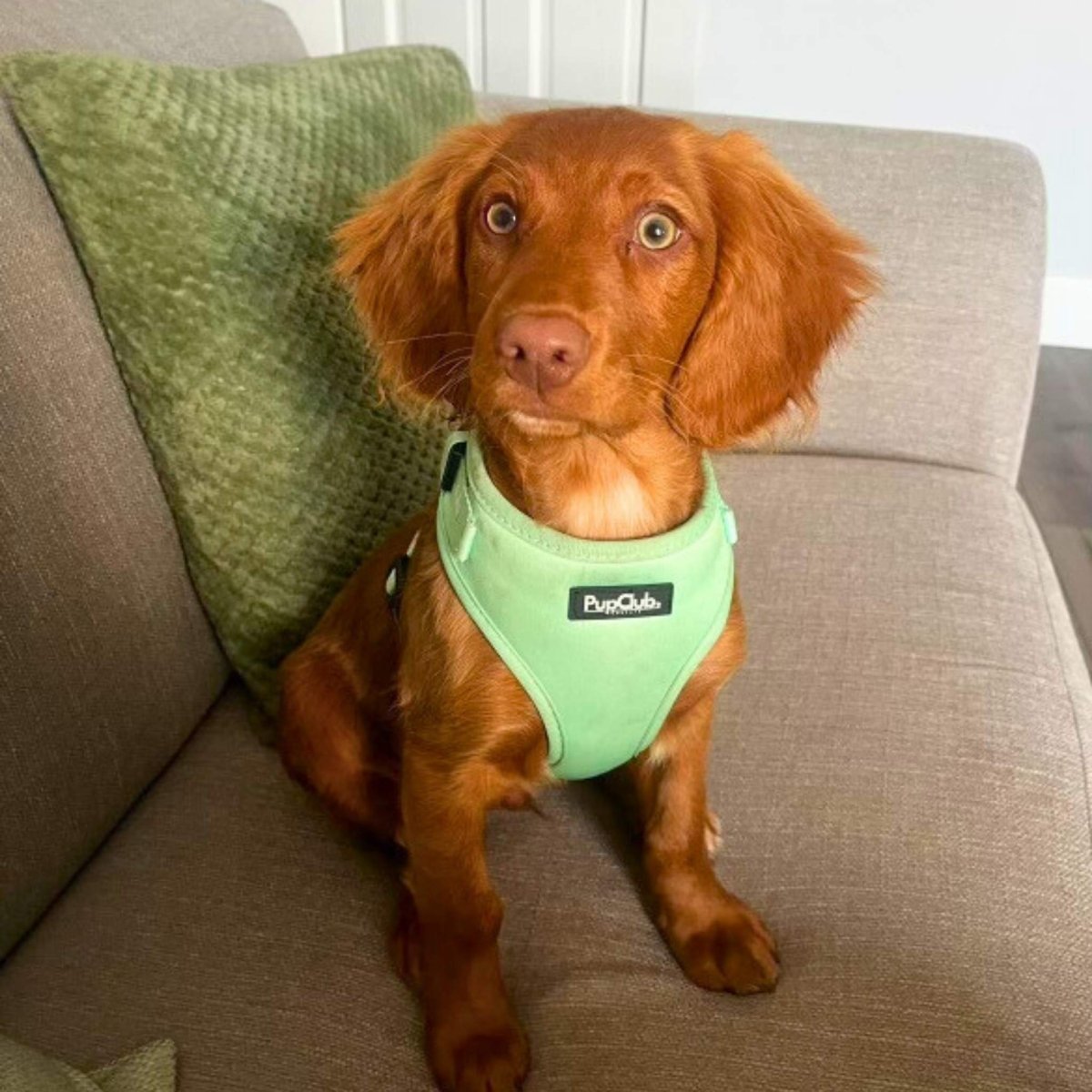 Adjustable Harness - Pastel Mint Green - The Bark Market