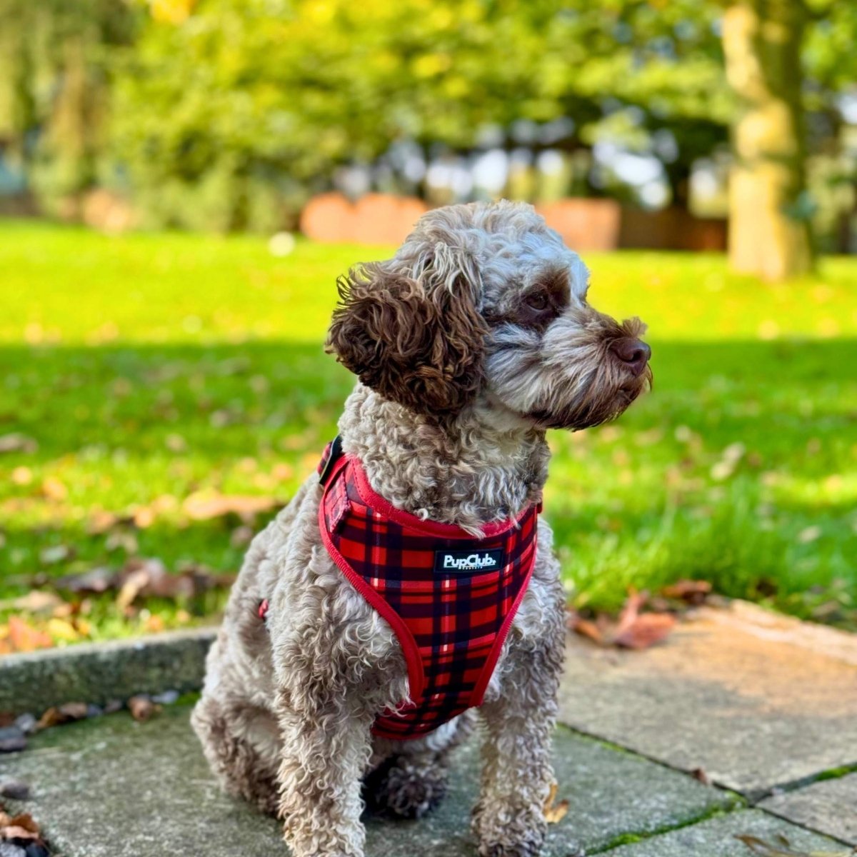 Adjustable Harness - Red Tartan - The Bark Market
