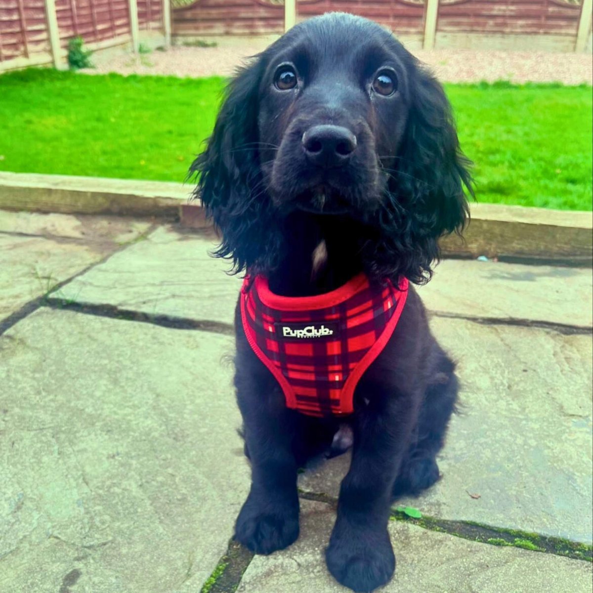 Adjustable Harness - Red Tartan - The Bark Market