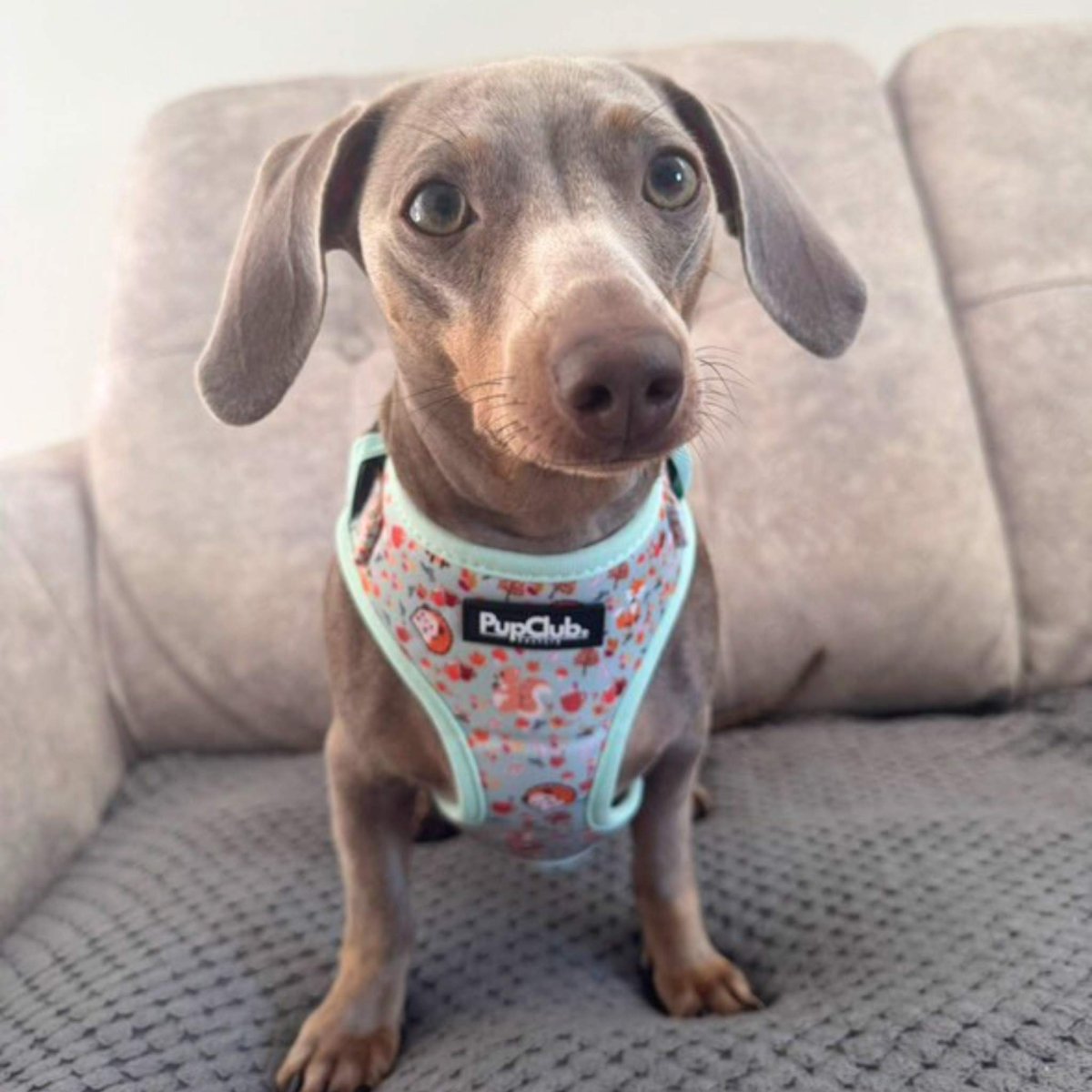 Adjustable Harness - Woodland Friends - The Bark Market