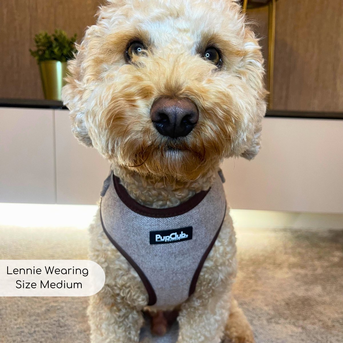 Tweed Adjustable Harness - Brown - The Bark Market