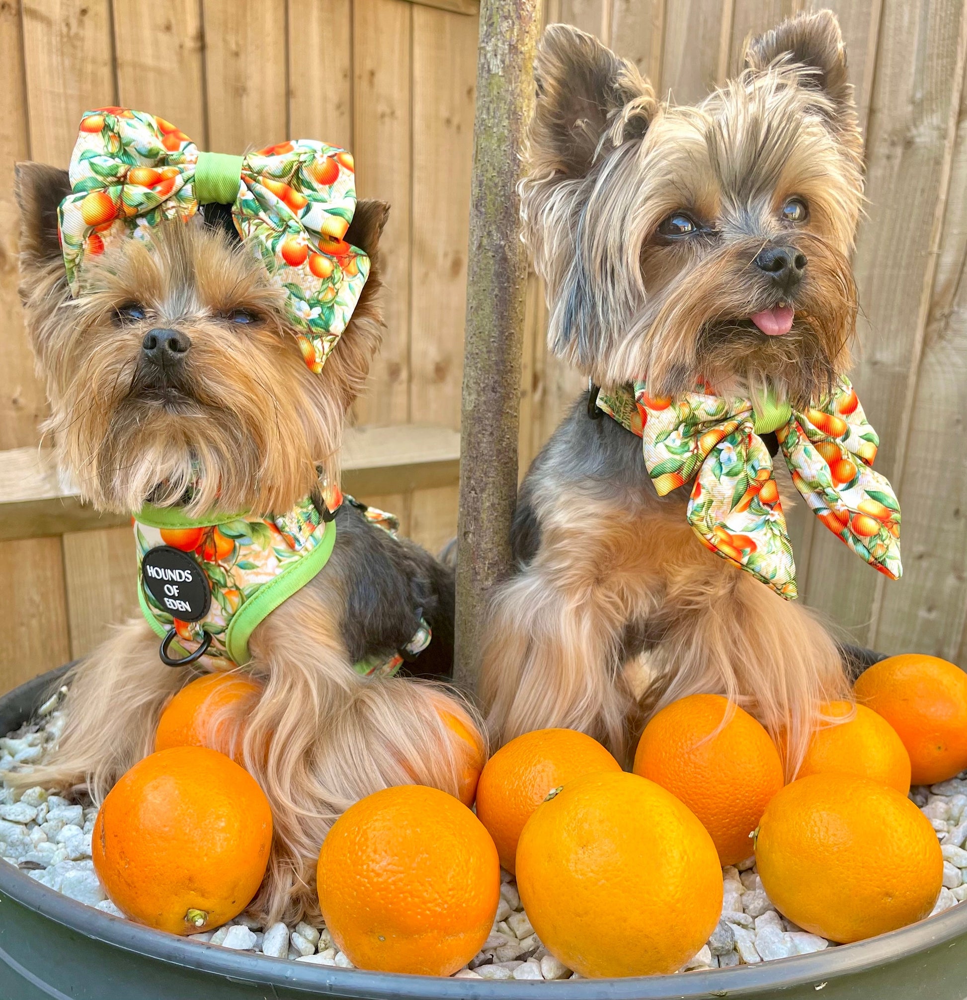 Simply the Zest - Oranges Dog Bow Tie - The Bark Market