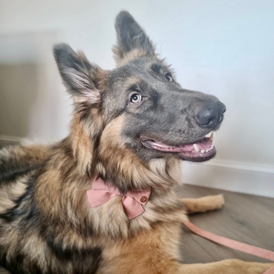Peach Schnapps - Pink Corduroy Harness - The Bark Market