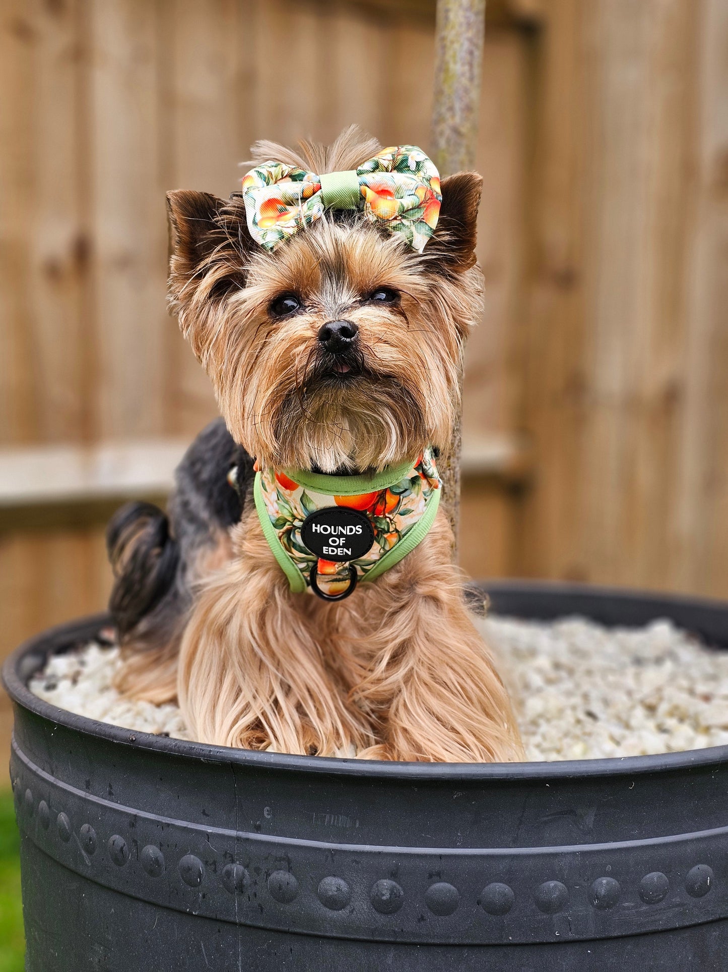 Simply the Zest - Oranges Dog Bow Tie - The Bark Market