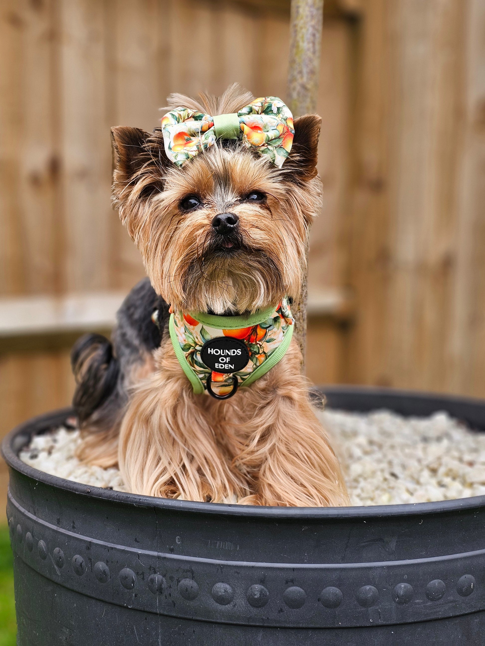 Simply the Zest - Oranges Dog Bow Tie - The Bark Market