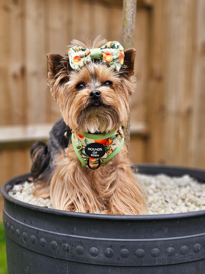 Simply the Zest - Oranges Dog Bow Tie - The Bark Market