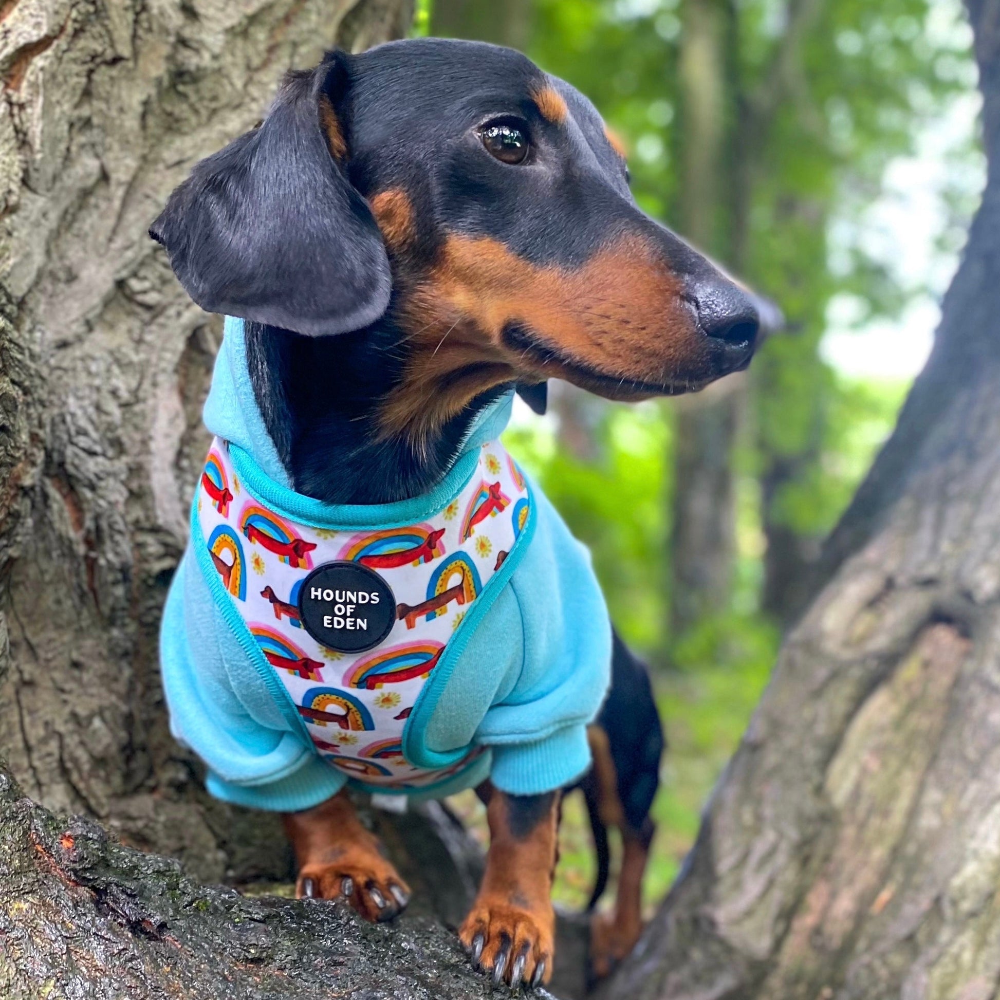 Dog Hoodie - Black - The Bark Market