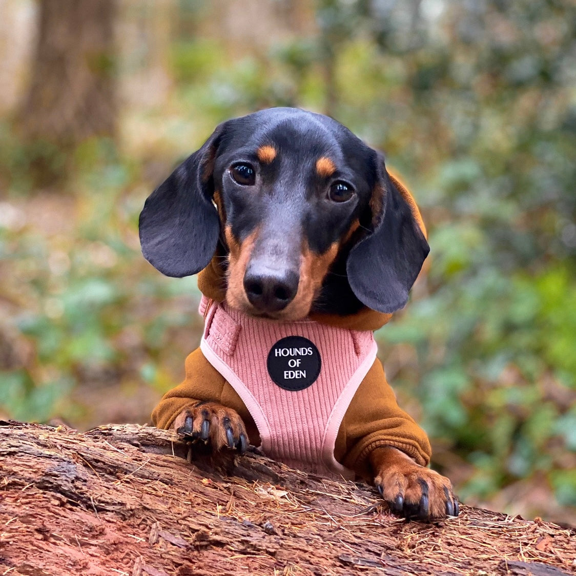 Dog Hoodie - Brown - The Bark Market