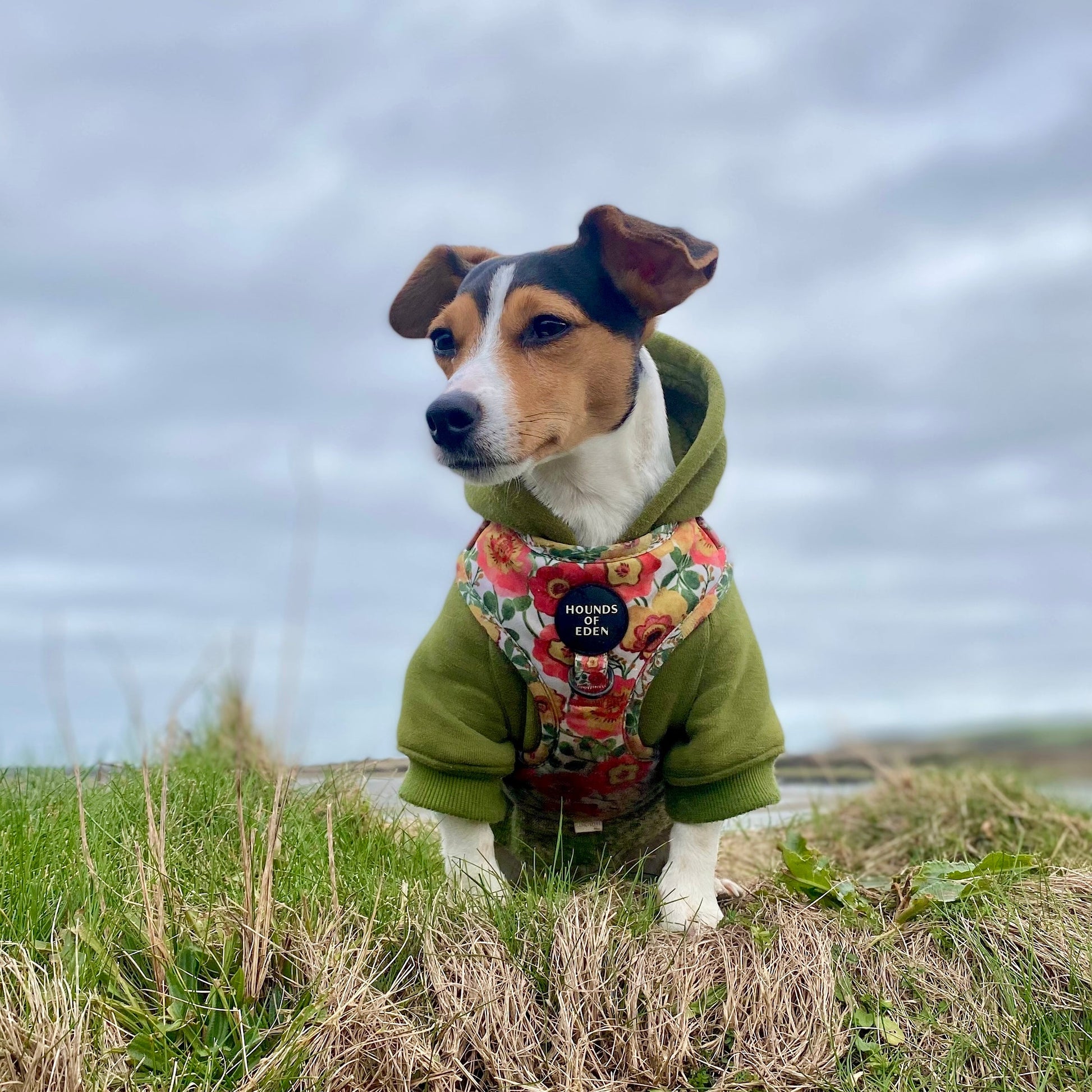 Dog Hoodie - Black - The Bark Market