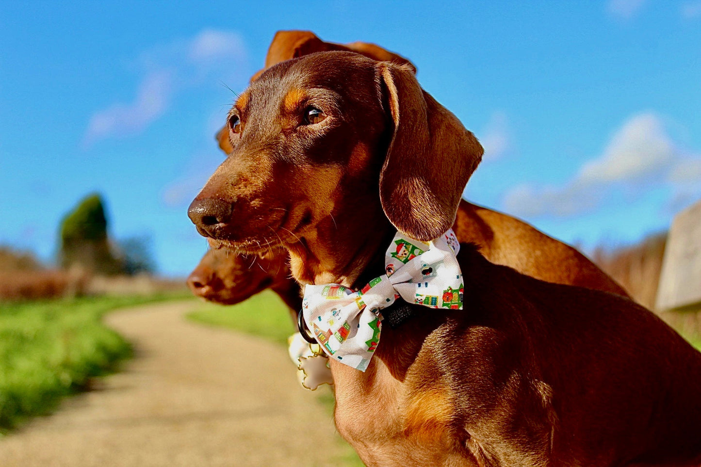 Doggy in the Window Design Dog Bow Tie - The Bark Market
