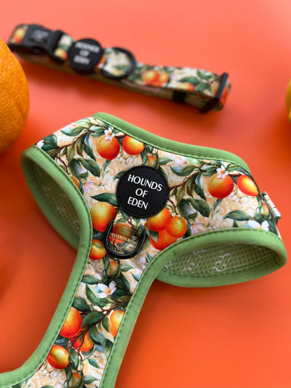 Simply the Zest - Oranges Dog Harness - The Bark Market