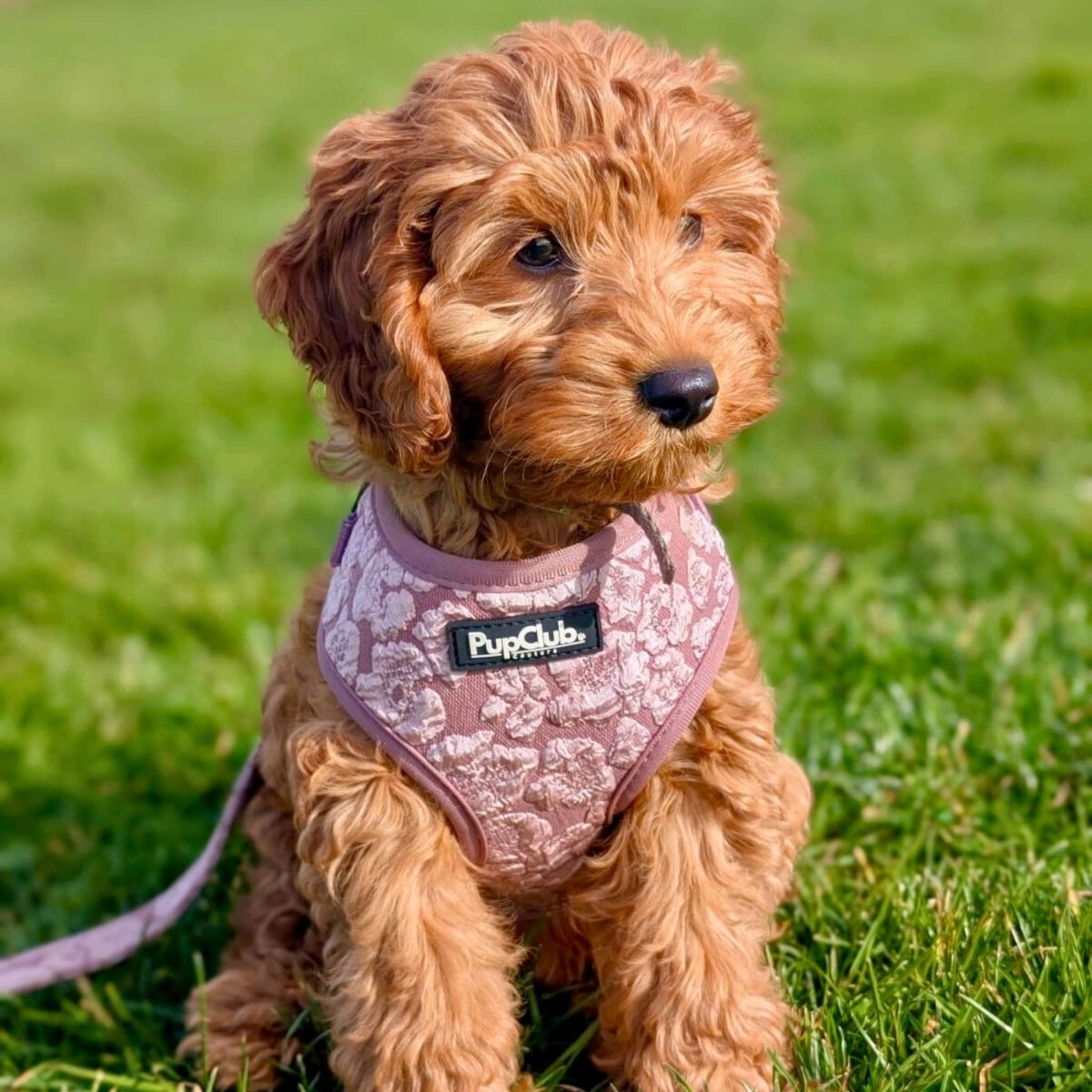 Luxe Adjustable Harness - Mocha Petals - The Bark Market