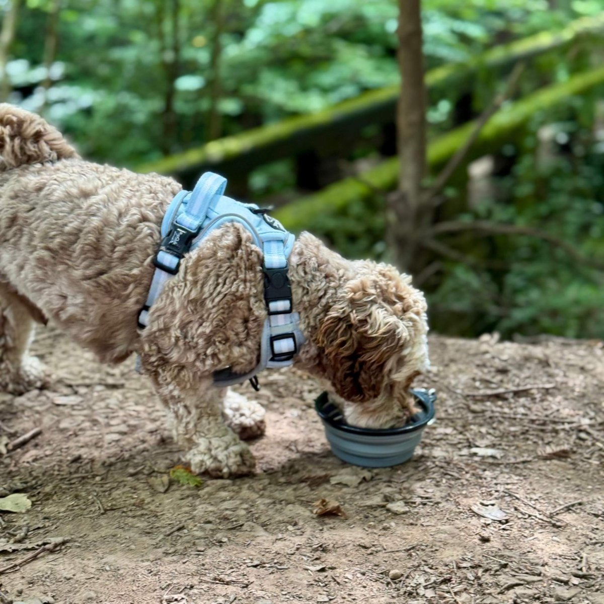 PCC - Collapsible Dog Bowl - Grey - The Bark Market