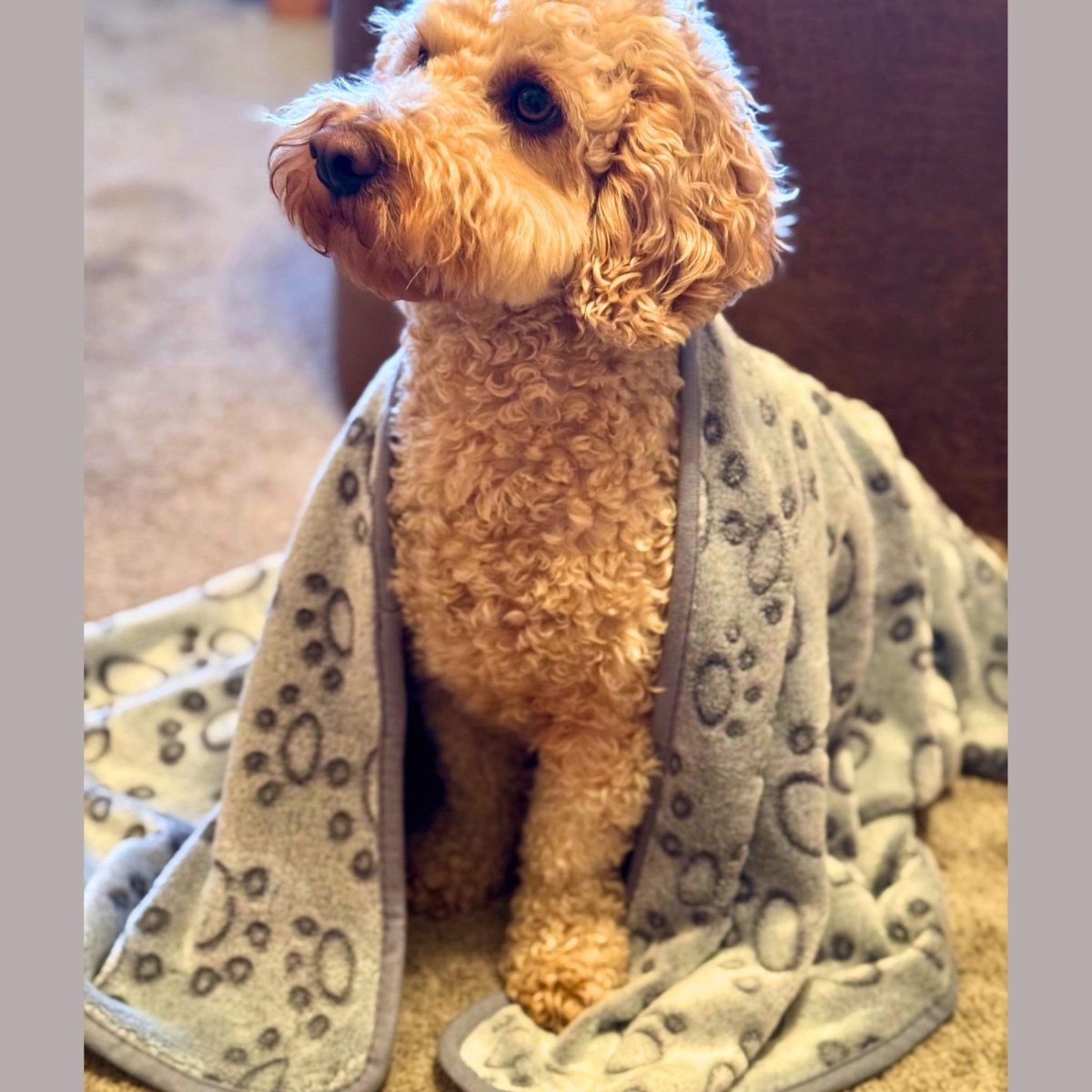 Dog Blanket - Grey Paws - The Bark Market