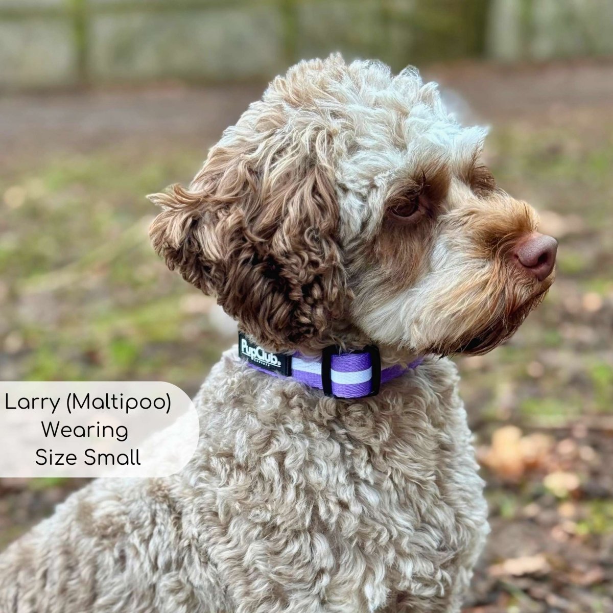 Collar - Lilac Blush - The Bark Market