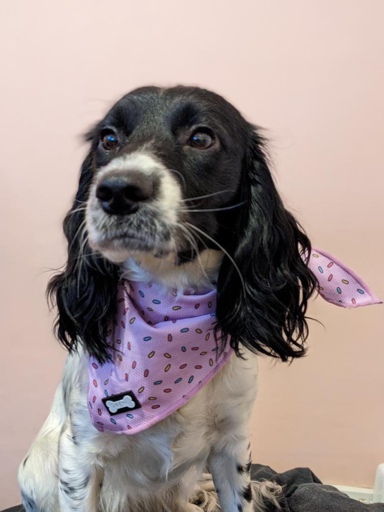 Sprinkles For Days Cooling Bandana - Pink - The Bark Market
