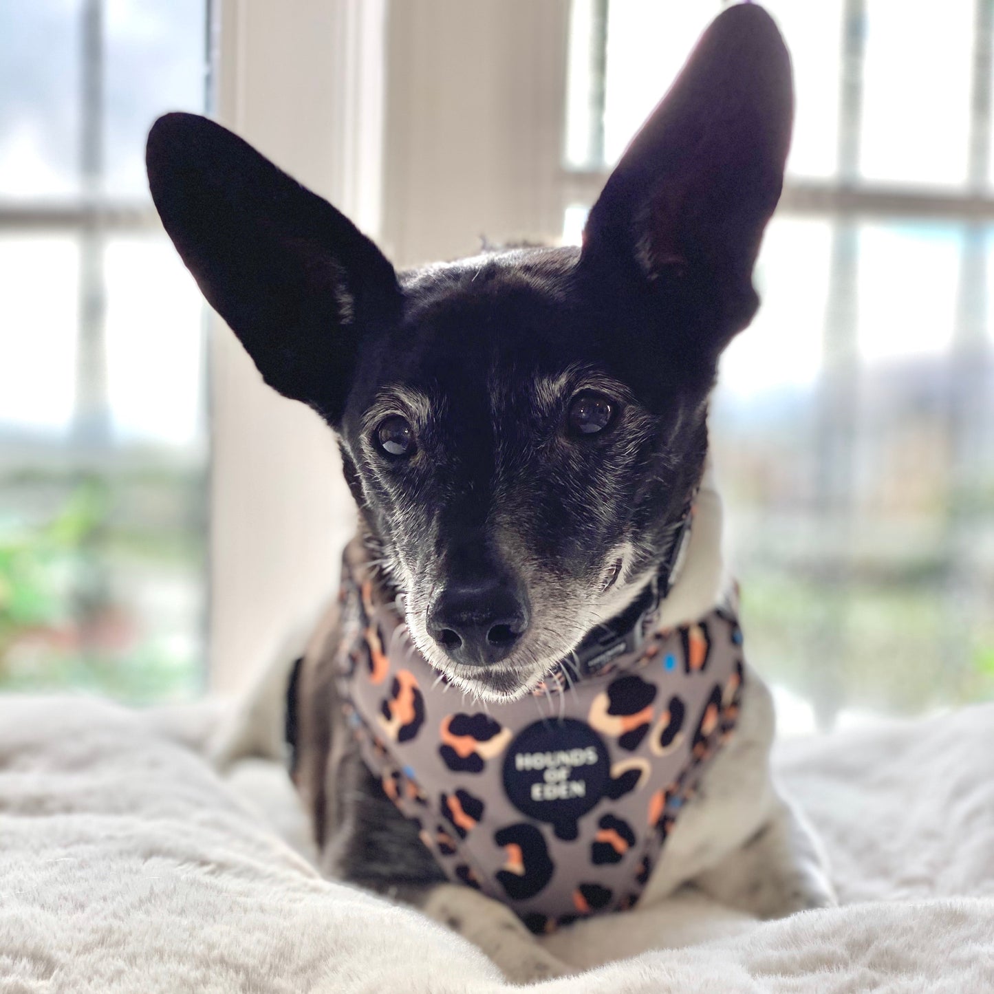 'Steel Leopard' - Khaki/Grey Dog Collar - The Bark Market