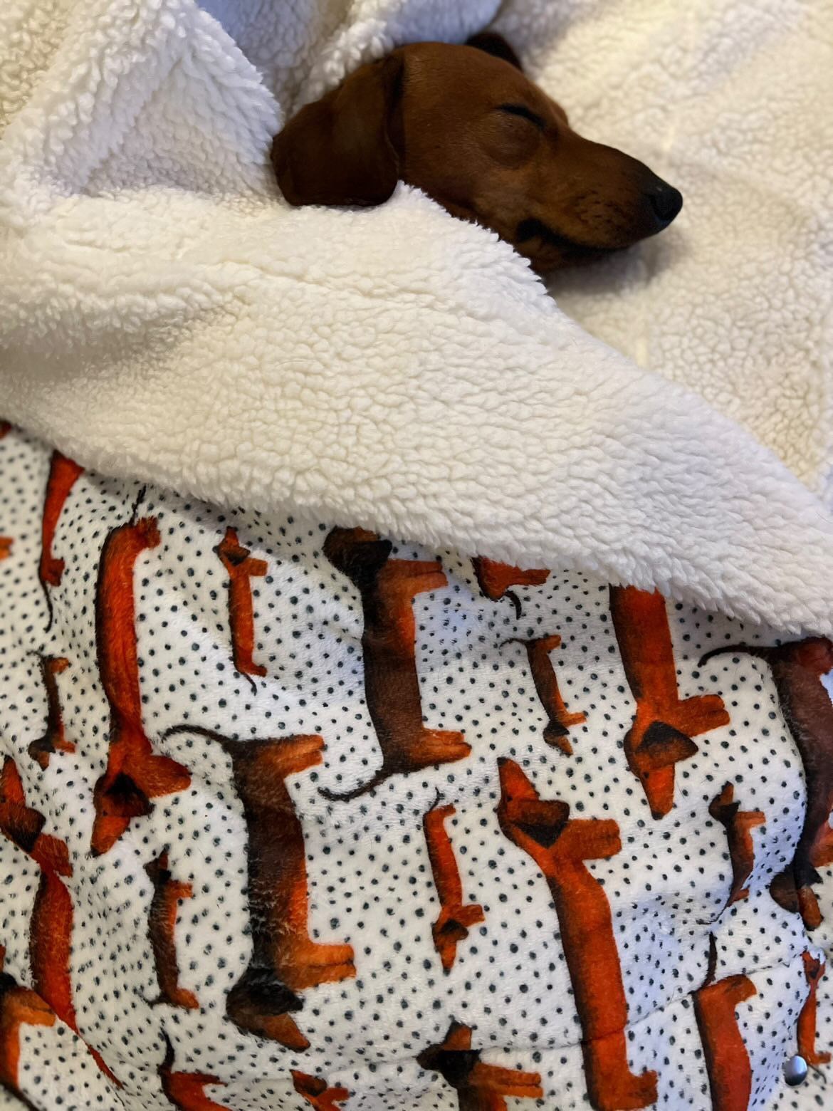 Sizzlin' Sausages Dog Snuggle Blanket - The Bark Market