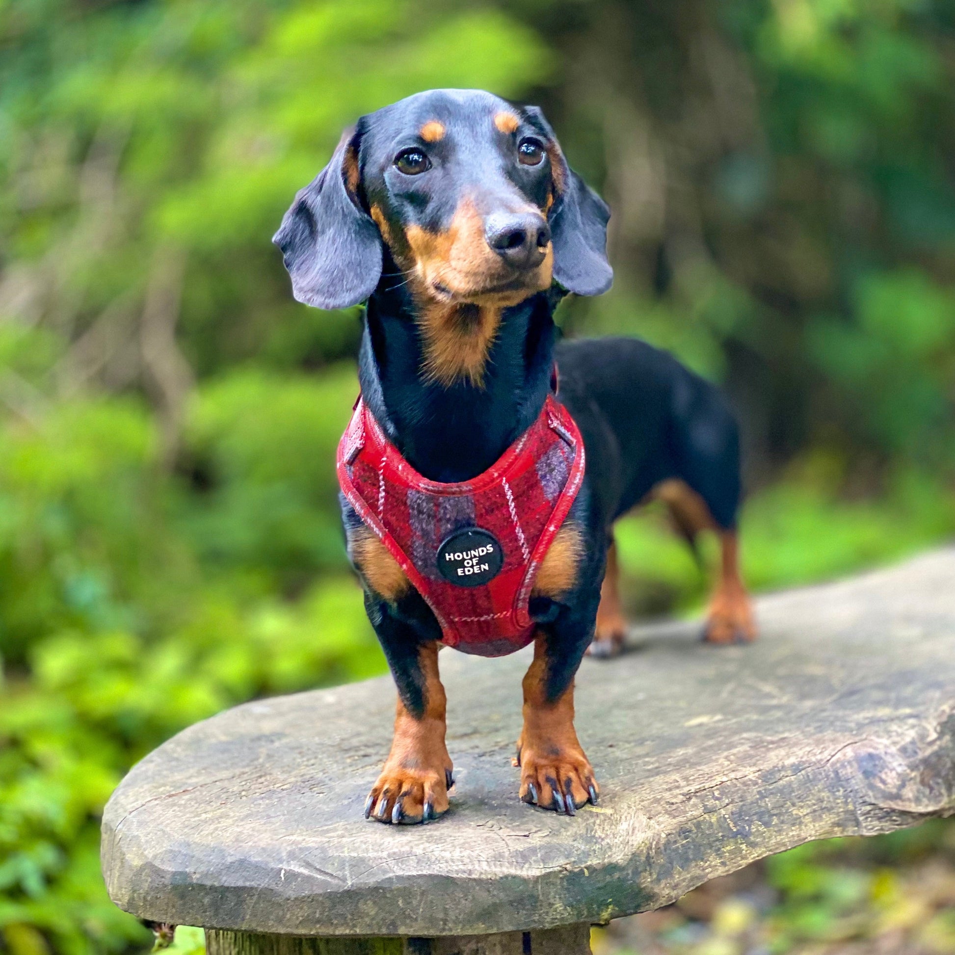 'Sammi' - Red & Grey Check Dog Harness - The Bark Market