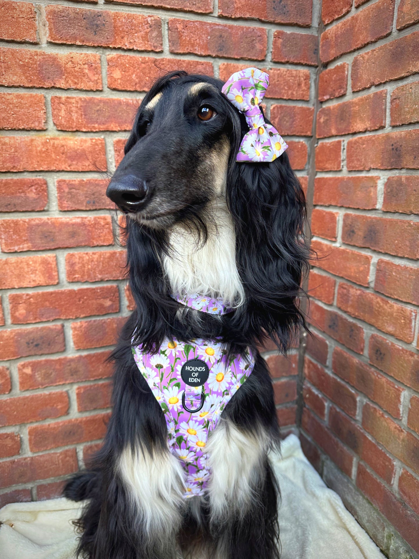 Daisy Dreams Design Dog Harness - The Bark Market