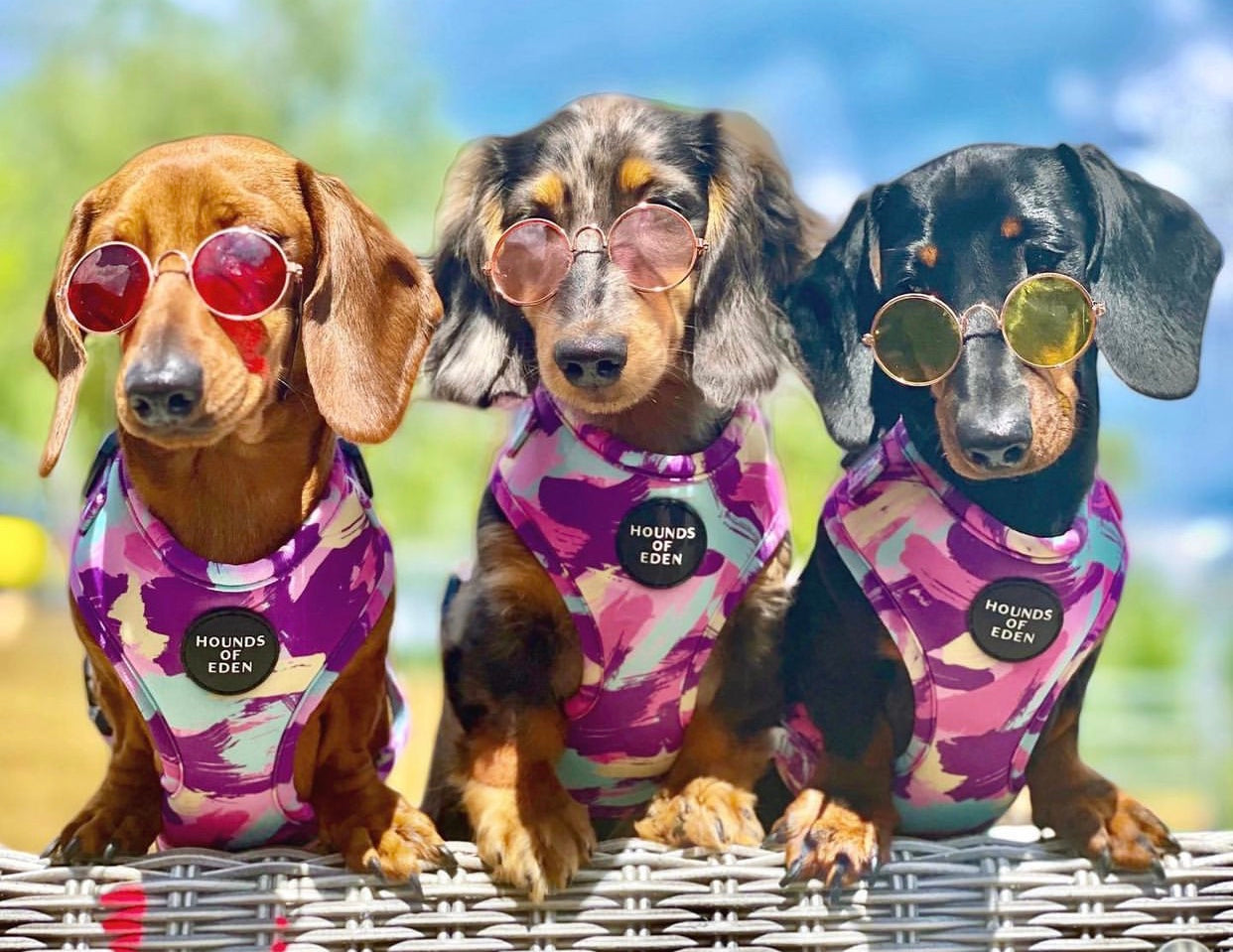 'Blush it Off' - Pink, Purple, Pastel Mint & Lemon Camo Pattern Dog Harness - The Bark Market