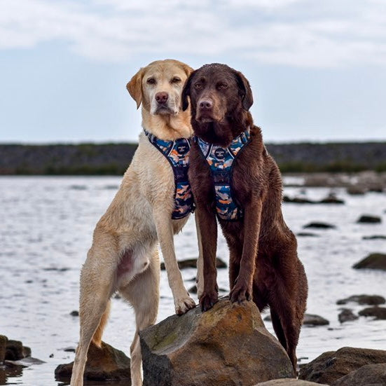 Supaw Strong™ 'Brush It Off' Utility Harness - The Bark Market