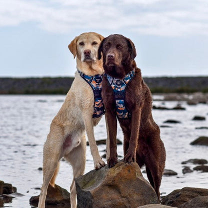 Supaw Strong™ 'Brush It Off' Utility Harness - The Bark Market