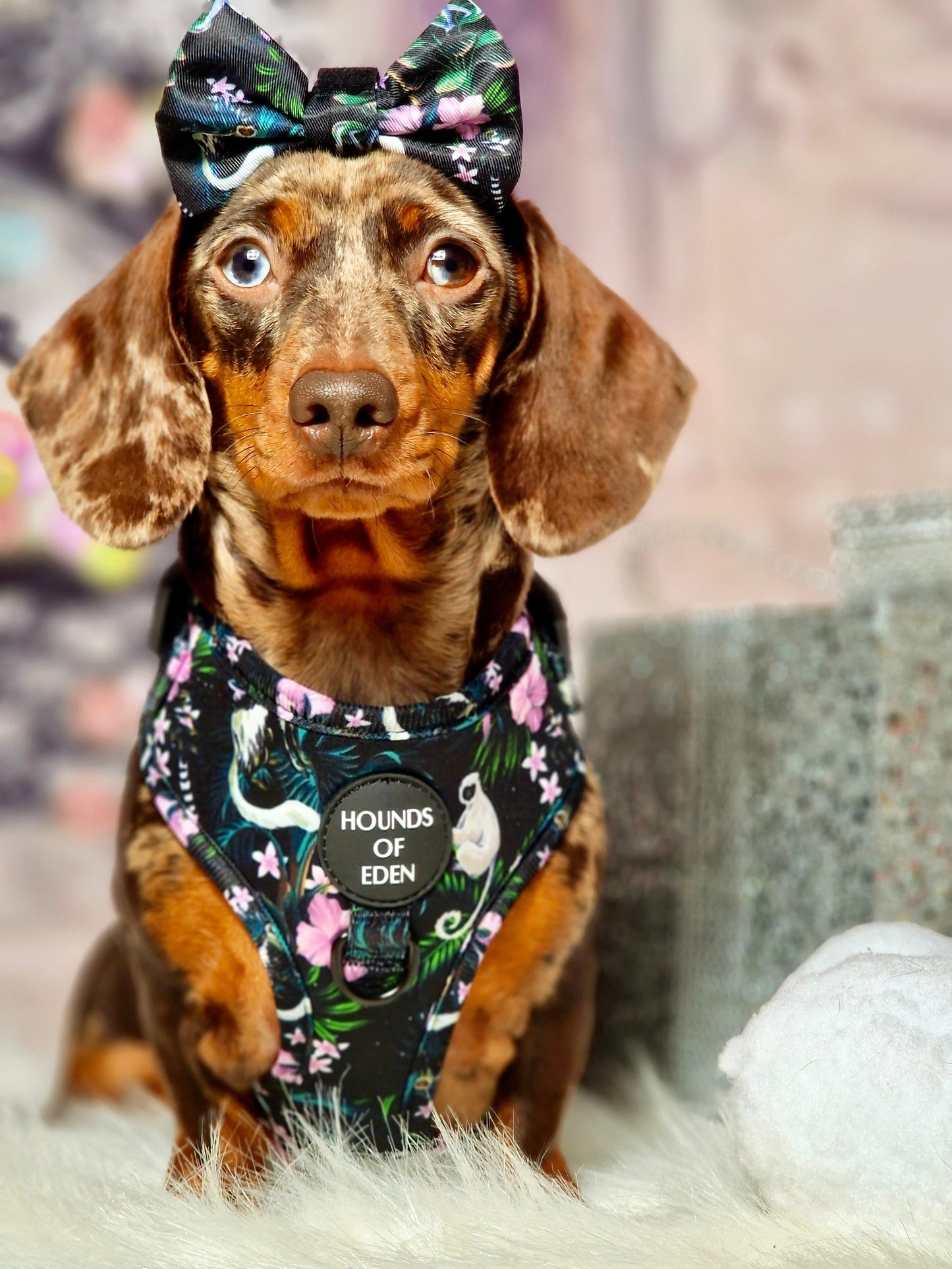 Midnight Madagascar Design Dog Harness - The Bark Market