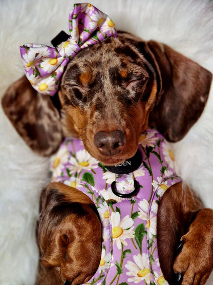 Daisy Dreams Design Dog Harness - The Bark Market