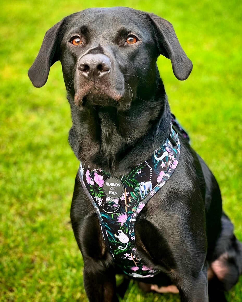 Midnight Madagascar Design Dog Harness - The Bark Market