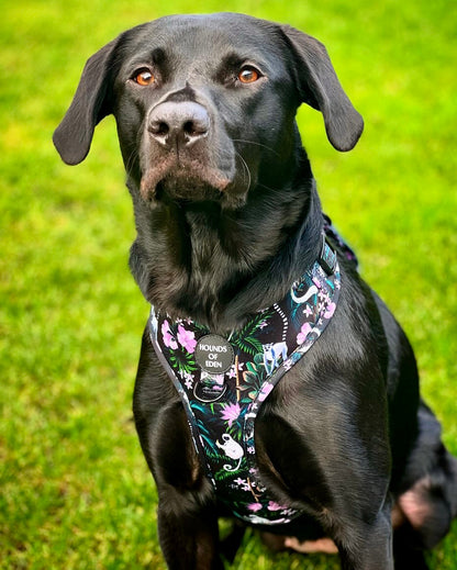 Midnight Madagascar Design Dog Harness - The Bark Market