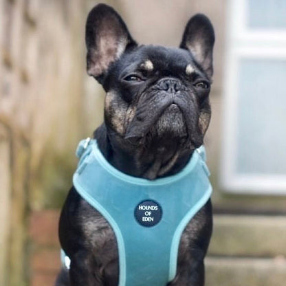 Tiffany's - Light Teal Velvet Dog Harness with Silver Metal Hardware - The Bark Market