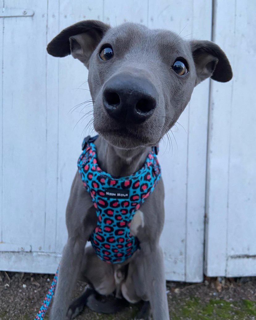 The Willow Mesh Harness - The Bark Market