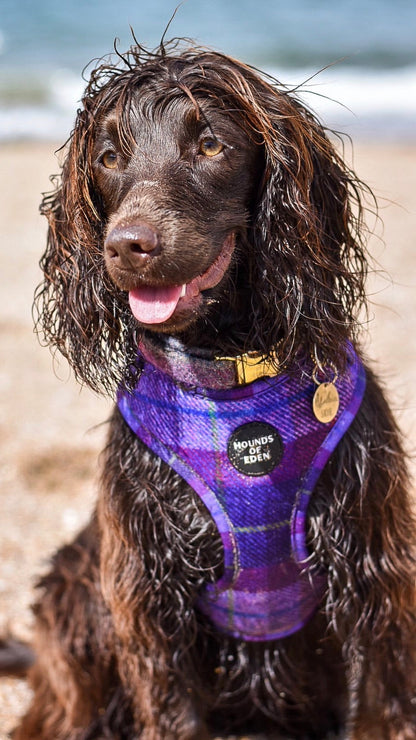 'Molly' - Pink & Purple Check Dog Harness - The Bark Market