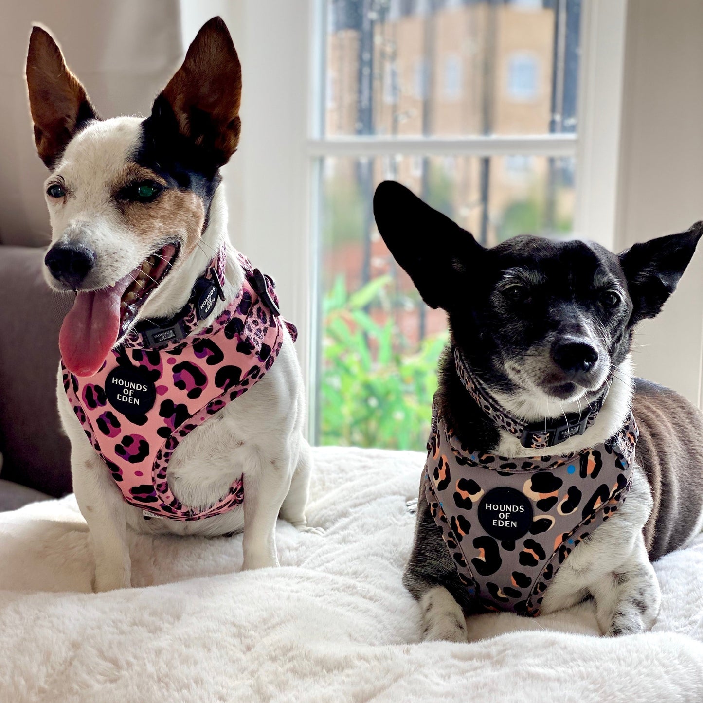 'Steel Leopard' - Khaki/Grey Dog Harness - The Bark Market