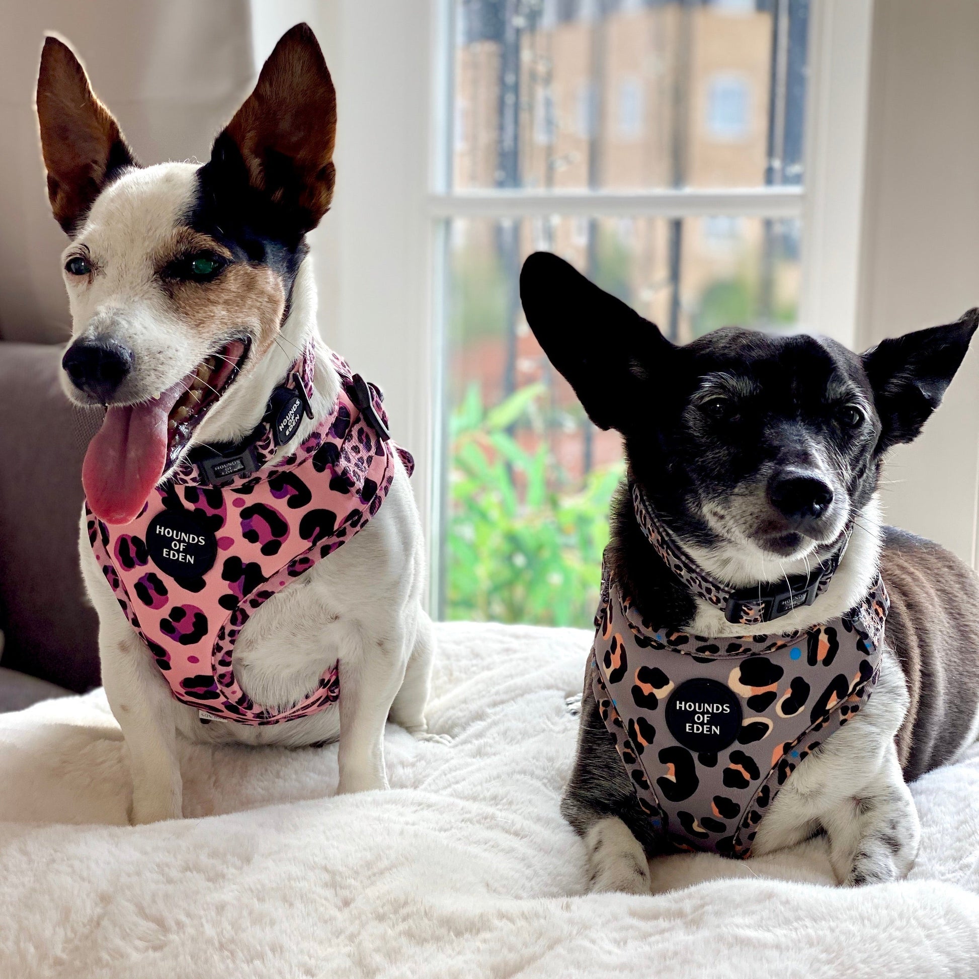 'Steel Leopard' - Khaki/Grey Dog Harness - The Bark Market