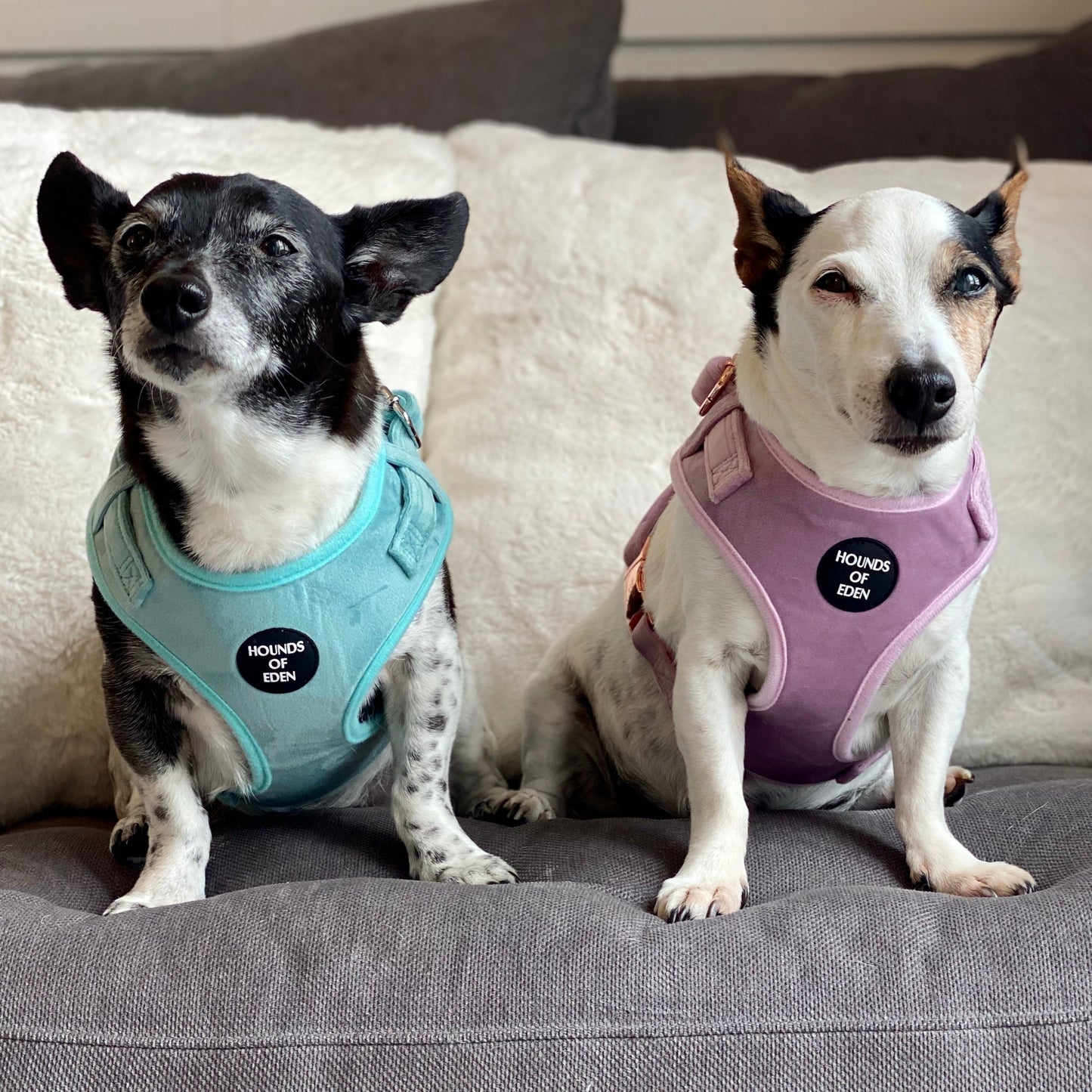 Tiffany's - Light Teal Velvet Dog Harness with Silver Metal Hardware - The Bark Market