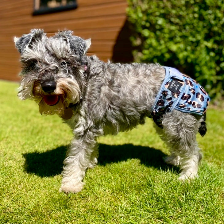 'Steel Leopard' - Dog Season Hygiene Panties - The Bark Market