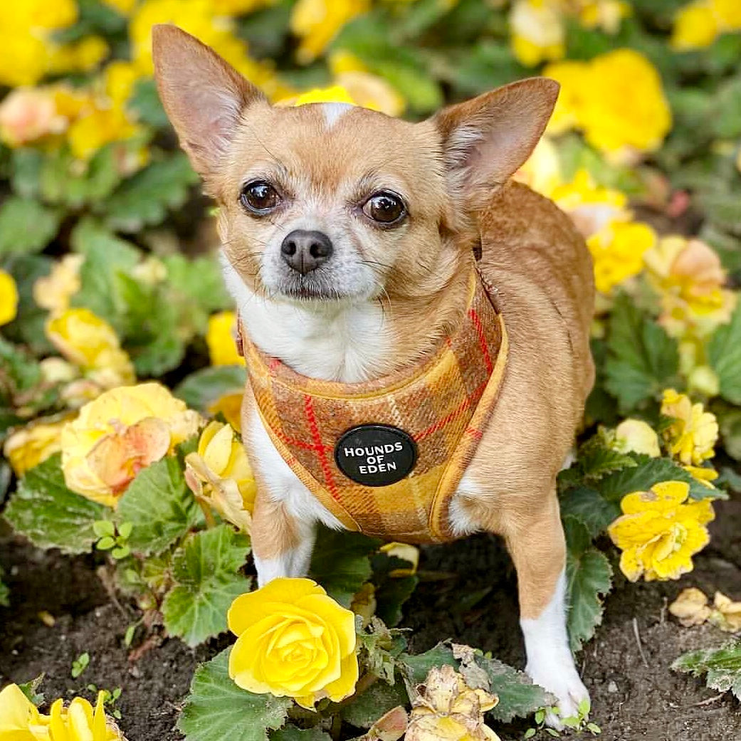 'Honey' - Yellow Check Dog Harness - The Bark Market