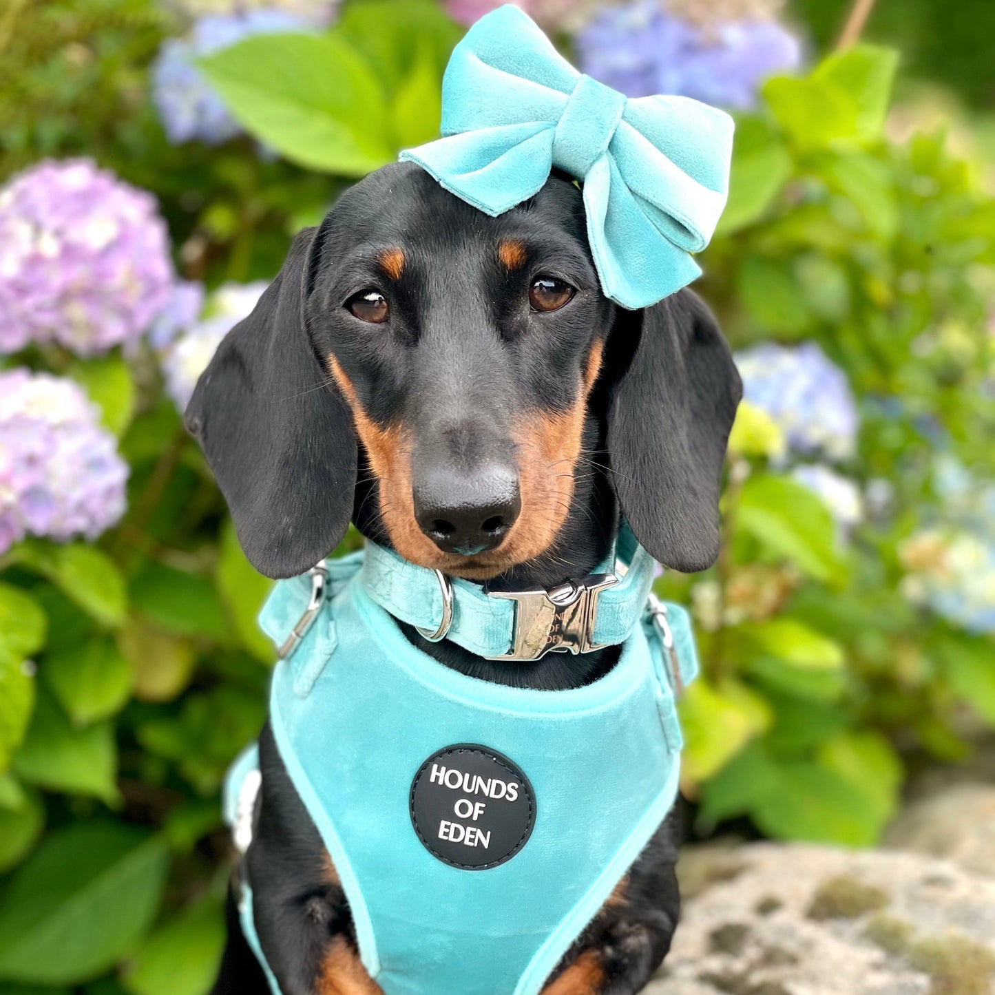 Tiffany's - Light Teal Velvet Dog Harness with Silver Metal Hardware - The Bark Market