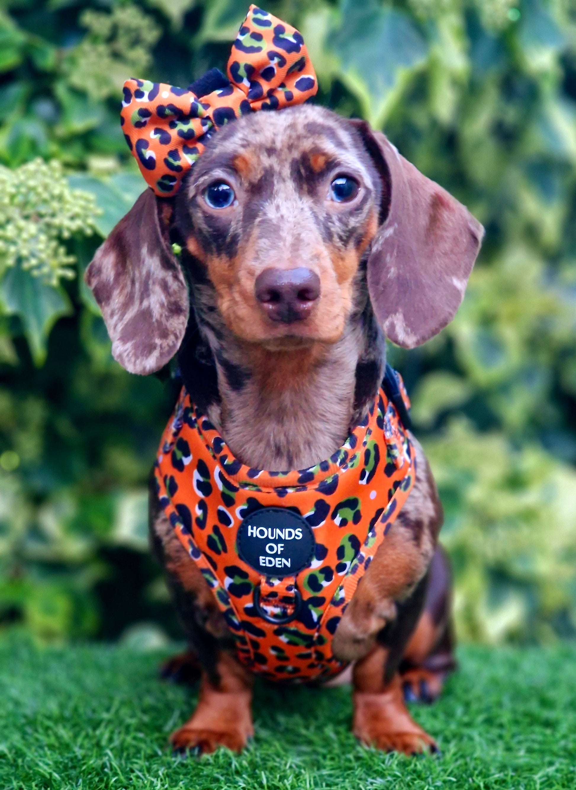 Burnt Orange Leopard Design Dog Harness - The Bark Market